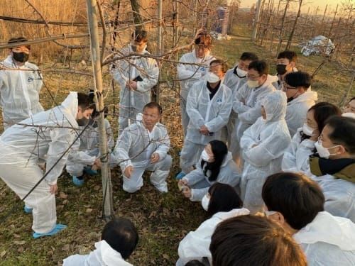 과수화상병 확산 방지 ‘궤양 제거’ 총력 post image