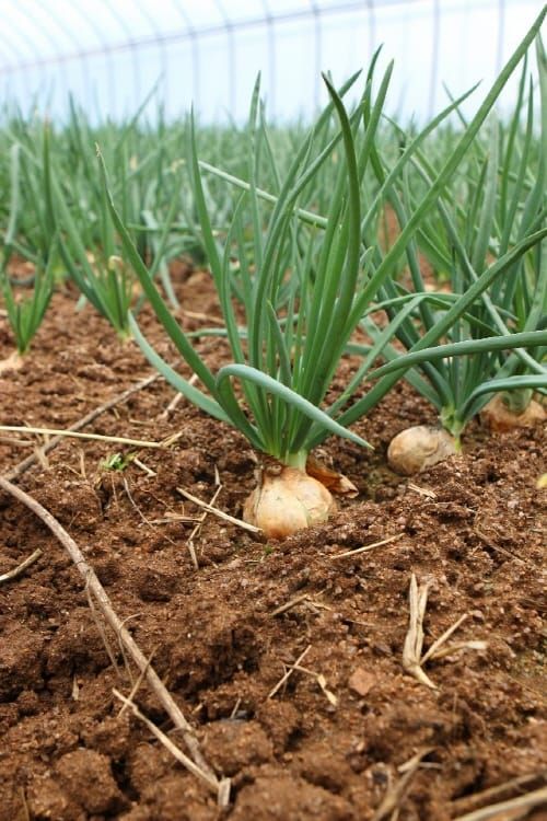 양대파, ‘퀘르세틴’ 등 항산화 성분 많아 post image