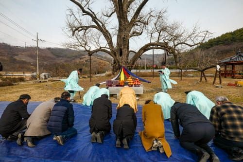 주암 은행나무에 풍년 기원 ‘행단제(杏壇祭) 거행’ post image