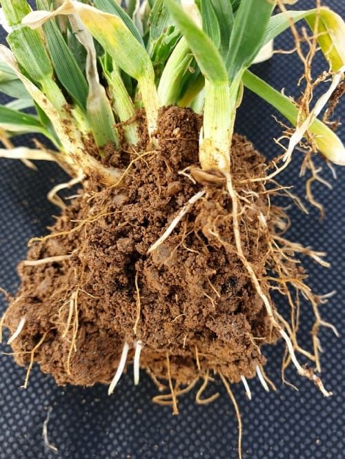 한 해 농사 성패 달린 ‘생육재생기’ 관리 강조 post image