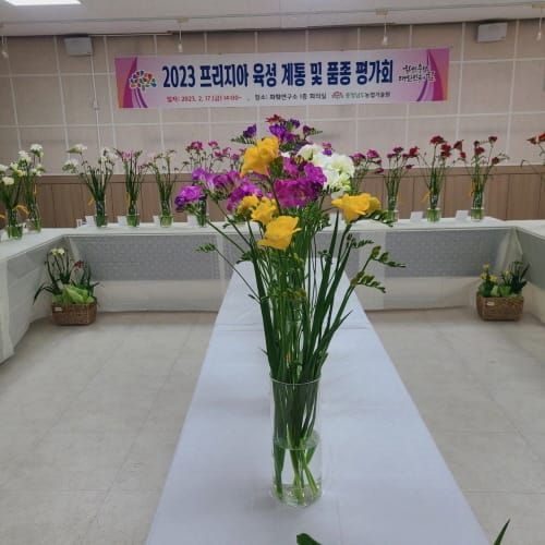 봄 향기 머금은 프리지아 신품종 소개 post image