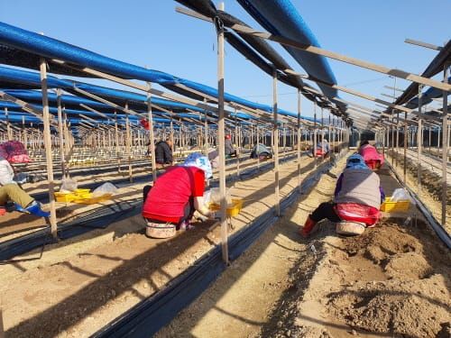 올봄 묘삼 채굴 각별히 신경 써야 post image