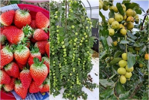 구룡愛 딸기 | 밤 | 대추, ‘부여 으뜸 3품’으로 급부상 post image