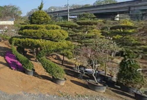 열두달 탄생목 이야기 즐기러 오세요 post image