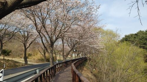 “덕산도립공원 벚꽃길로 나들이 오세요” post image