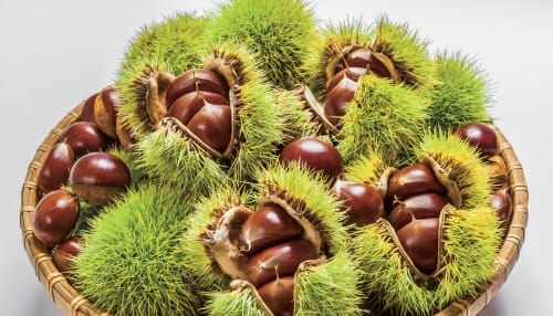 부여군, 올해 산림소득사업 123억 지원 post image