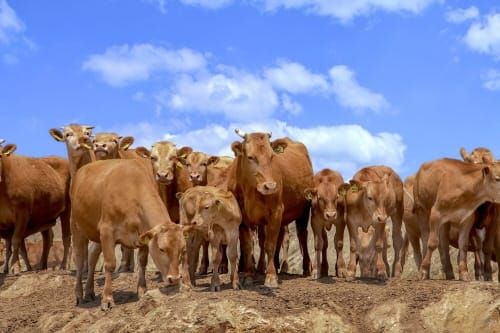 세종 우량한우, 브랜드 활성화 방안 찾는다 post image