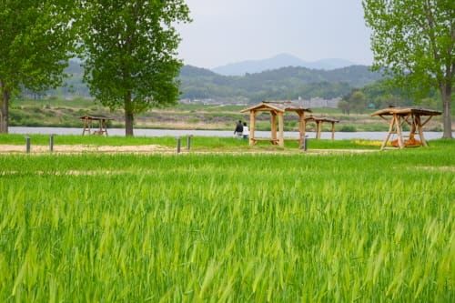 부여 구드래 청보리단지, 봄바람에 넘실대는 싱그러운 초록물결 post image