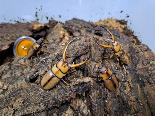 두점박이사슴벌레 신소득 창출 ‘대량 사육’ 길 열렸다 post image