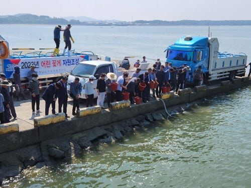 서해 특산종 어린 꽃게 자원조성 post image