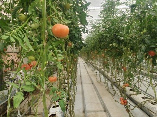 부여, 우즈베키스탄에 ‘K영농 기지’ 구축 post image