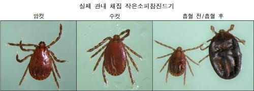 여름철 야외활동 시 진드기 조심하세요! post image