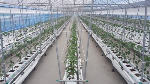 시설 고추 양액재배 가능성 확인 post image