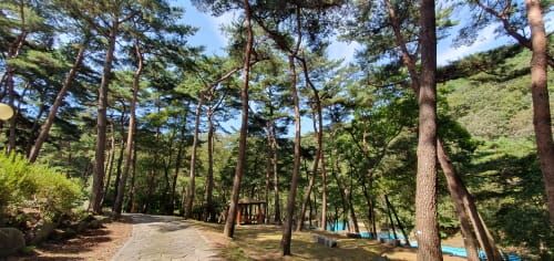 부여 만수산자연휴양림 100대 명품숲 선정 post image
