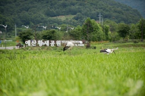 예산 황새공원 생태관광지역 신규 지정 post image