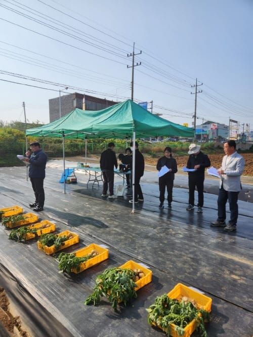 ‘충남형 2기작 씨감자’ 신품종 선발 post image