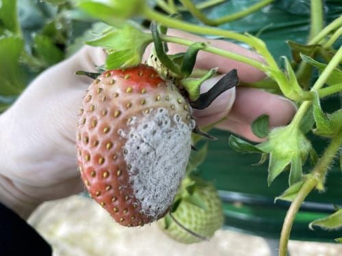 겨울철 딸기 재배 ‘잿빛곰팡이병’ 주의 post image