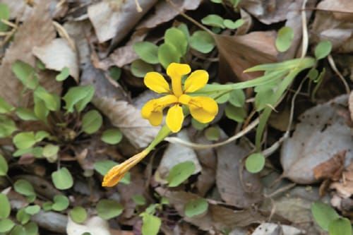 내년 고복자연공원 내 자연생태관찰장 들어선다 post image