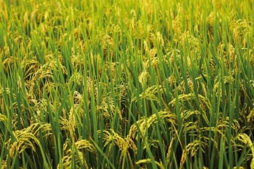 식량작물분야 시범사업 169억 원 확보 post image