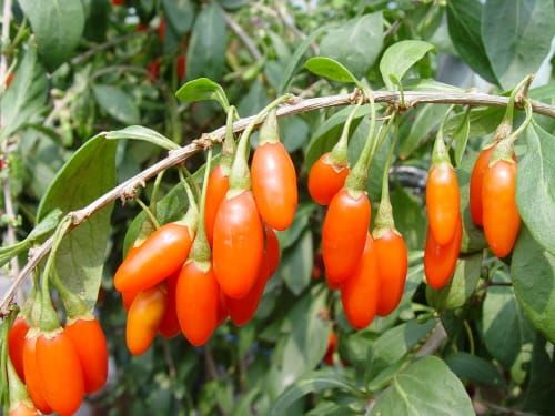 병해충에 강한 구기자 심어보세요! post image