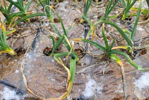 ‘따뜻했던 월동기… 마늘 관리 시기 앞당겨져’ post image