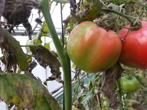 토마토 농가 환절기 온습도 관리 중요 post image