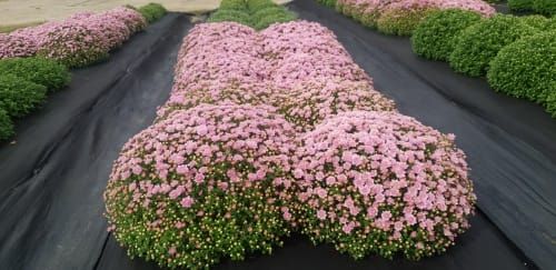 자체 육성 국화 나라장터 판매 추진 post image