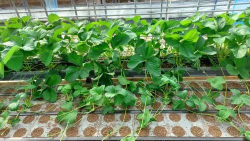 딸기 농사 성패 ‘모주 관리’에 달렸다 post image