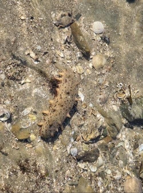 충청남도 바다의 산삼 ‘해삼’ 생산량 100% 늘린다 post image