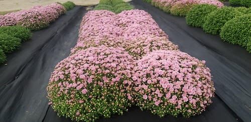 나만의 국화 정원 만들어 보세요! post image