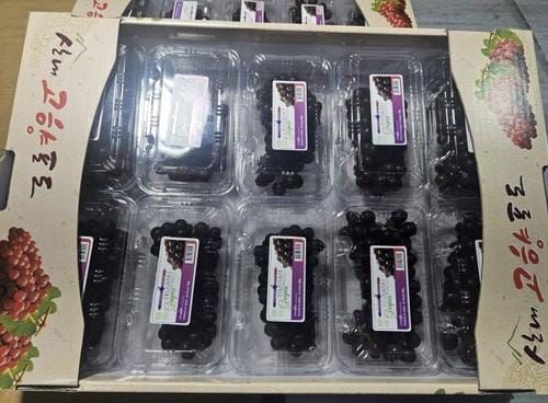 대전 산내 씨 없는 포도 ‘델라웨어’ 수출길 열렸다 post image