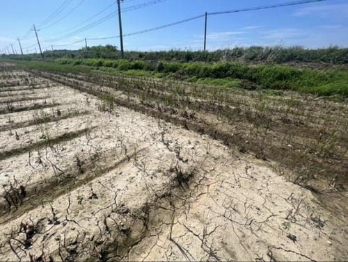 충청남도, 배수 관리가 논콩 안정 생산 ‘첫걸음’ post image