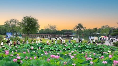 제22회 부여서동연꽃축제 흥행 ‘대박’ 성황리에 마무리 post image