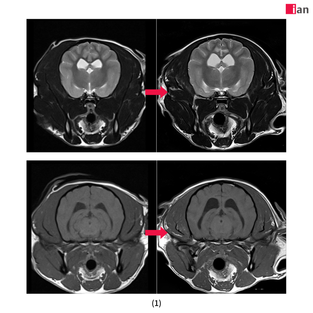 이안동물의학센터, AI 기반 MRI 촬영 1000건 달성 post image