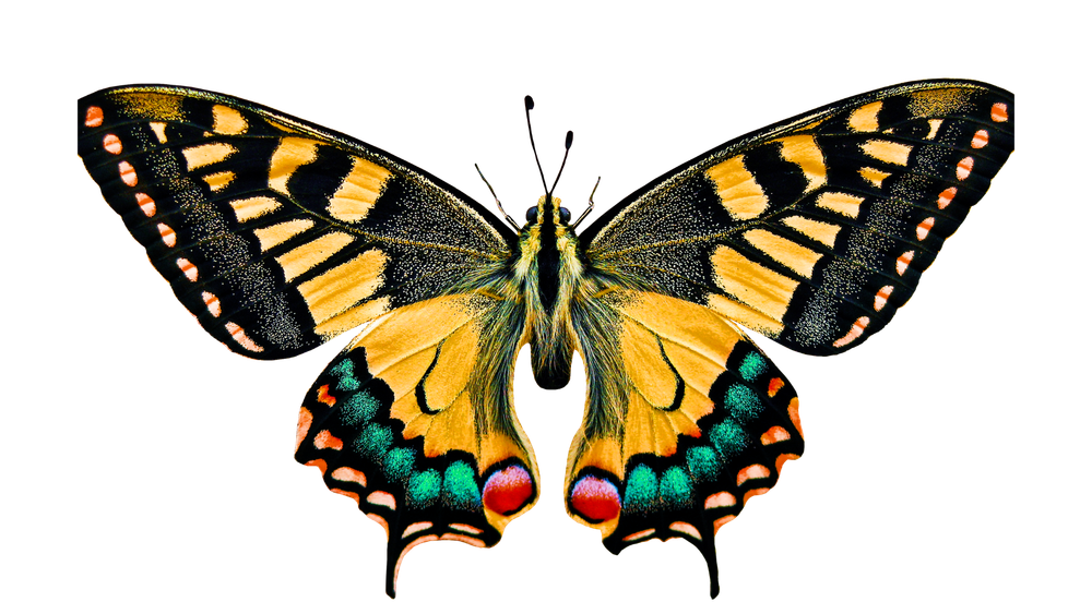 가수 김흥국의 호랑나비 변종 출현... '계엄나비, 내란나비, 폭동나비' 진보? 좌파?의 비아냥 post image