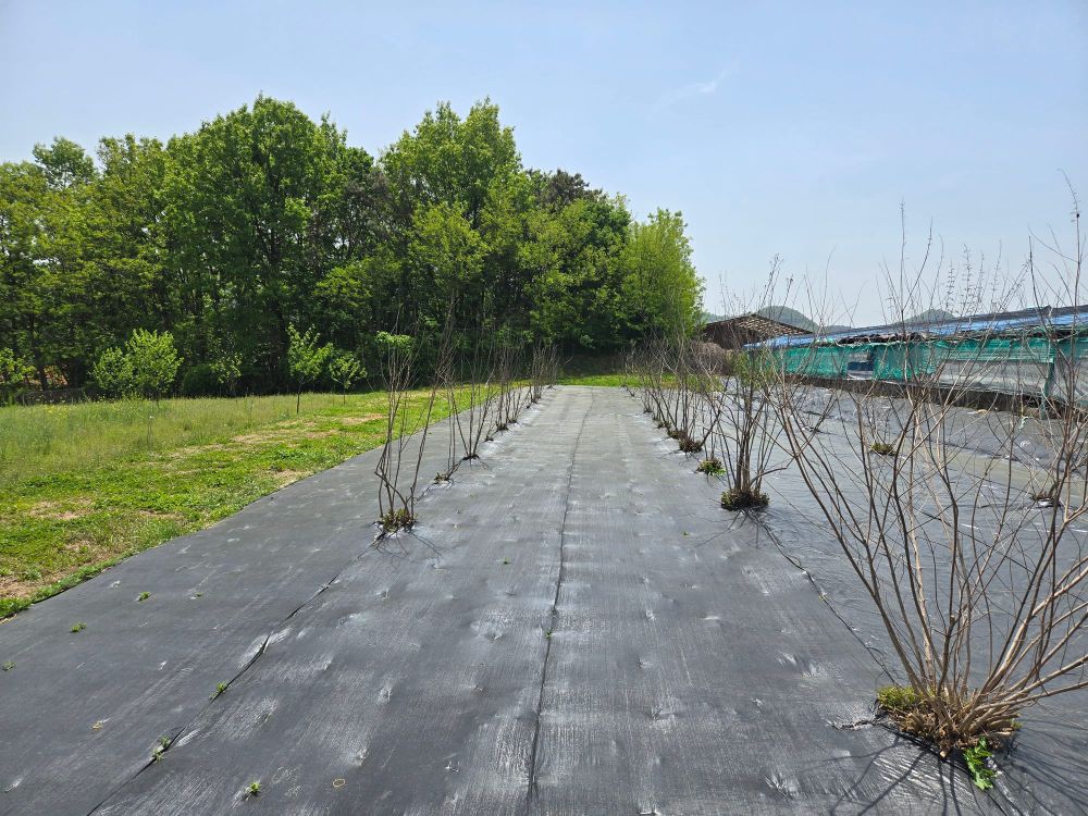 “꿀벌 위한 꿀샘식물 확보 동참해 주세요” post image