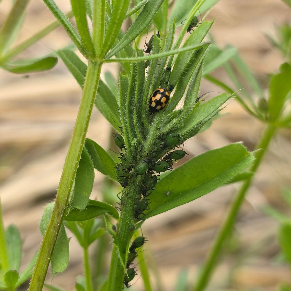 친환경 농업 실현 ‘무당벌레’ 주목 post image