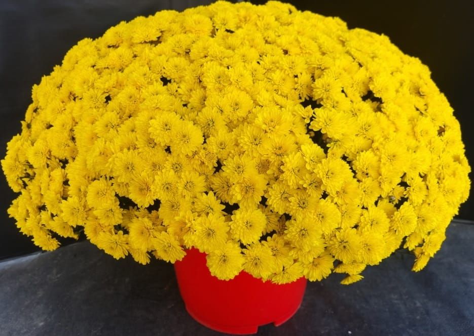 국화 신품종 ‘옐로스타’로 가을 정원 꾸며요 post image