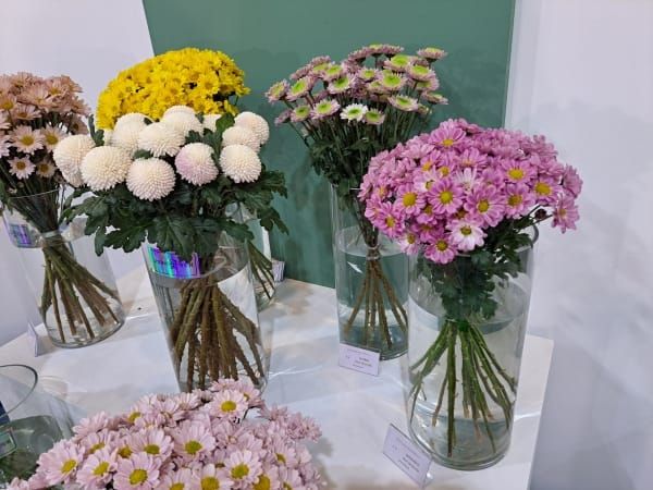 ‘충남 국화 육성 기술력’ 우수성 재입증 post image