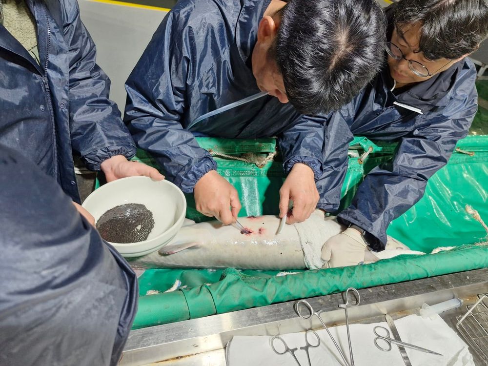 새바람 부는 철갑상어 양식 ‘앞장’ post image