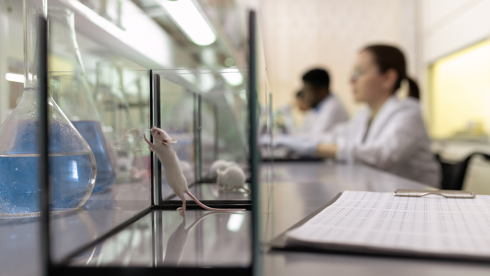 논란의 '손 치료법' 쥐 암 치료 실험  87.9% 완치율 기록... 미 3개 대학 4차례 걸쳐 진행 post image