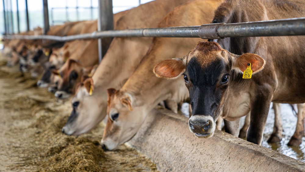 축산농가 사료비 764억 원 융자 지원 post image