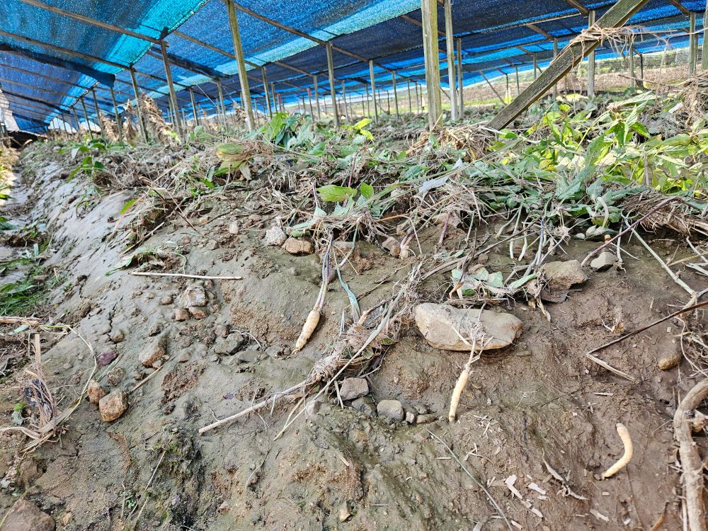 인삼 침수피해 최소화 방안 안내 post image