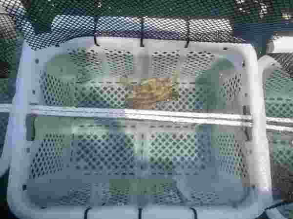 서해 특산품종 꽃게 자원 회복 ‘박차’ post image