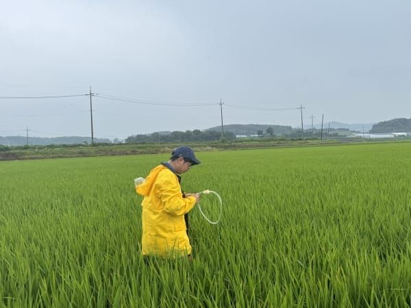 벼 병해충 합동예찰 확대 실시 post image