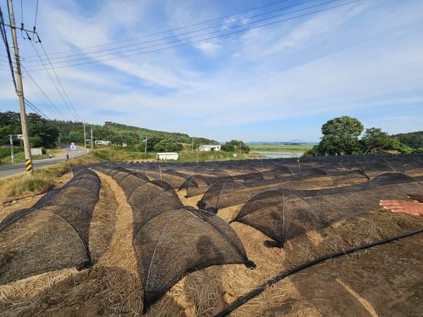 장마 뒤 찾아오는 폭염, 생강 ‘차광재배’로 지킨다 post image