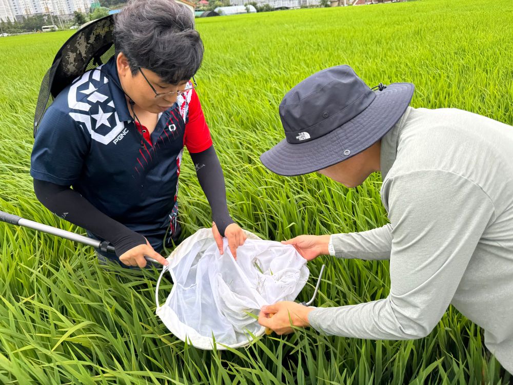 충남 서해안 지역 벼 멸구류 급증… 개별 방제 필수 post image