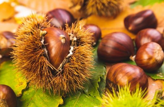 충남도, ‘2028 국제밤산업박람회’ 유치 총력 post image