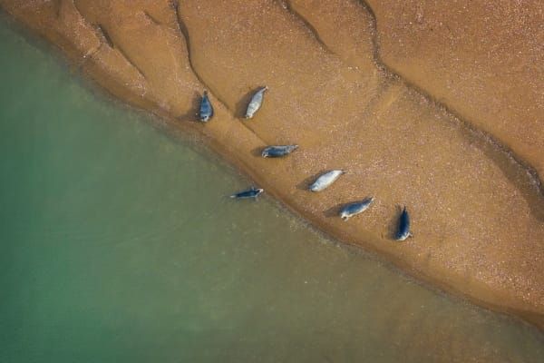 ‘반가워, 점박이물범’, 올해도 가로림만 찾아 post image