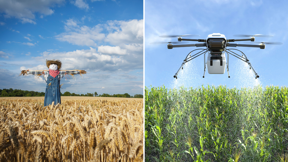 허수아비 대신 드론으로 ‘참새 쫓기’ post image